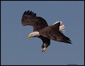 _4SB9700 bald eagle